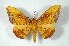 ( - BC-Her2411)  @14 [ ] Copyright (2010) Unspecified Research Collection of Daniel Herbin