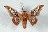  ( - BC-Her2419)  @11 [ ] Copyright (2010) Unspecified Research Collection of Daniel Herbin