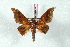  ( - BC-Her2533)  @14 [ ] Copyright (2010) Unspecified Research Collection of Daniel Herbin