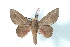  ( - BC-Her2804)  @14 [ ] Copyright (2010) Unspecified Research Collection of Daniel Herbin