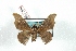  ( - BC-Her2830)  @13 [ ] Copyright (2010) Unspecified Research Collection of Daniel Herbin