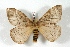 (Lemaireodirphia rosivora - BC-Her2862)  @14 [ ] Copyright (2010) Unspecified Research Collection of Daniel Herbin