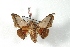  ( - BC-Her2908)  @11 [ ] Copyright (2010) Unspecified Research Collection of Daniel Herbin