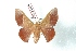  ( - BC-Her2968)  @13 [ ] Copyright (2010) Unspecified Research Collection of Daniel Herbin