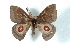  ( - BC-Her3005)  @14 [ ] Copyright (2010) Unspecified Research Collection of Daniel Herbin