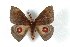  ( - BC-Her3006)  @15 [ ] Copyright (2010) Unspecified Research Collection of Daniel Herbin