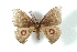  ( - BC-Her3008)  @14 [ ] Copyright (2010) Unspecified Research Collection of Daniel Herbin