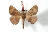  ( - BC-Her3068)  @14 [ ] Copyright (2010) Unspecified Research Collection of Daniel Herbin