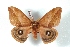  ( - BC-Her3083)  @14 [ ] Copyright (2010) Unspecified Research Collection of Daniel Herbin