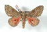 ( - BC-Her3116)  @14 [ ] Copyright (2010) Unspecified Research Collection of Daniel Herbin