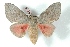  (Syssphinx digueti - BC-Her3121)  @15 [ ] Copyright (2010) Unspecified Research Collection of Daniel Herbin