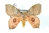  (Automerina caudatula - BC-Her3155)  @15 [ ] Copyright (2010) Unspecified Research Collection of Daniel Herbin