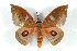  (Automerina beneluzi - BC-Her3159)  @14 [ ] Copyright (2010) Unspecified Research Collection of Daniel Herbin