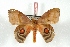  (Automerina tatianae - BC-Her3165)  @15 [ ] Copyright (2010) Unspecified Research Collection of Daniel Herbin