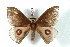  (Gamelia sumacensis - BC-Her3193)  @14 [ ] Copyright (2010) Unspecified Research Collection of Daniel Herbin