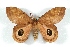  ( - BC-Her3247)  @14 [ ] Copyright (2010) Unspecified Research Collection of Daniel Herbin