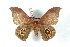  ( - BC-Her3334)  @13 [ ] Copyright (2010) Unspecified Research Collection of Daniel Herbin
