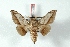  ( - BC-Her3339)  @13 [ ] Copyright (2010) Unspecified Research Collection of Daniel Herbin