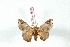  ( - BC-Her3521)  @12 [ ] Copyright (2010) Unspecified Research Collection of Daniel Herbin