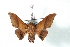  ( - BC-Her3547)  @13 [ ] Copyright (2010) Unspecified Research Collection of Daniel Herbin