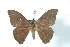  ( - BC-Her3567)  @14 [ ] Copyright (2010) Unspecified Research Collection of Daniel Herbin