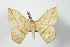  (Periga cynira - BC-Her3572)  @15 [ ] Copyright (2010) Unspecified Research Collection of Daniel Herbin