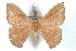  ( - BC-Her3582)  @11 [ ] Copyright (2010) Unspecified Research Collection of Daniel Herbin