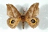  ( - BC-Her3600)  @11 [ ] Copyright (2010) Unspecified Research Collection of Daniel Herbin