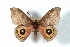  ( - BC-Her3602)  @11 [ ] Copyright (2010) Unspecified Research Collection of Daniel Herbin