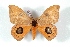  ( - BC-Her3609)  @13 [ ] Copyright (2010) Unspecified Research Collection of Daniel Herbin