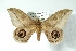  ( - BC-Her3638)  @11 [ ] Copyright (2010) Unspecified Research Collection of Daniel Herbin