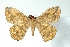  ( - BC-Her3653)  @14 [ ] Copyright (2010) Unspecified Research Collection of Daniel Herbin