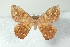  (Periga sanguinea - BC-Her3654)  @11 [ ] Copyright (2010) Unspecified Research Collection of Daniel Herbin
