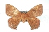  ( - BC-Her3655)  @11 [ ] Copyright (2010) Unspecified Research Collection of Daniel Herbin