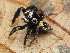  ( - SDNA024)  @11 [ ] nrr (2025) Unspecified Unspecified