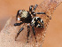  ( - SDNA023)  @11 [ ] nrr (2025) Unspecified Unspecified