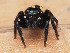  ( - SDNA020)  @11 [ ] nrr (2025) Unspecified Unspecified