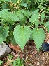  ( - 22haibjl-23)  @11 [ ] CreativeCommons - Attribution Share-Alike (2022) Unspecified HudsonAlpha Institute for Biotechnology
