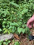  ( - 22haibjl-23)  @11 [ ] CreativeCommons - Attribution Share-Alike (2022) Unspecified HudsonAlpha Institute for Biotechnology