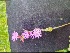 ( - Silene_dioica_6)  @11 [ ] CreativeCommons - Attribution Share-Alike (2024) Unspecified Durham University