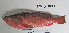  ( - MILO-7077)  @11 [ ] CreativeCommons - Attribution Share-Alike (2014) Unspecified Glenbard East High School