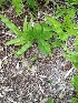  (Filicopsida - Fern (Shelly Oshiro-Section 11))  @11 [ ] CreativeCommons - Attribution Share-Alike (2014) Unspecified University of Hawaii at Manoa