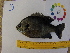  ( - 14_schs_AM_Fish4)  @14 [ ] CreativeCommons - Attribution Share-Alike (2014) Unspecified St. Clair High School