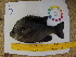  (Lepomis macrochirus - 14_schs_AM_Fish5)  @14 [ ] CreativeCommons - Attribution Share-Alike (2015) Unspecified St. Clair High School