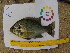  ( - 14_schs_AM_Fish6)  @14 [ ] CreativeCommons - Attribution Share-Alike (2015) Unspecified St. Clair High School