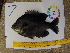  ( - 14_schs_Am_Fish7)  @14 [ ] CreativeCommons - Attribution Share-Alike (2015) Unspecified St. Clair High School
