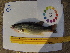  (Micropterus salmoides - 14_schs_AM_Fish8)  @14 [ ] CreativeCommons - Attribution Share-Alike (2015) Unspecified St. Clair High School