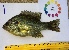  (Lepomis microlophus - 14_schs_AM_Fish1)  @14 [ ] CreativeCommons - Attribution Share-Alike (2014) Unspecified St. Clair High School