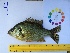  ( - 14_schs_AM_Fish3)  @14 [ ] CreativeCommons - Attribution Share-Alike (2014) Unspecified St. Clair High School