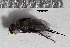  (Clausicella setigera - S14MT04)  @13 [ ] CreativeCommons - Attribution Share-Alike (2015) Unspecified UCSD